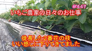 徒長した２番花の枝、いい感じに下りてきてました　いちご農家の日々のお仕事　＃４４７