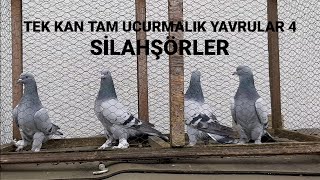 TEK SOY TAKLACI GÜVERCİN YAVRULARI DÖRT SİLAHŞÖRLER TAM UÇURMALIK YAVRULAR SAHİPLENDİRME.