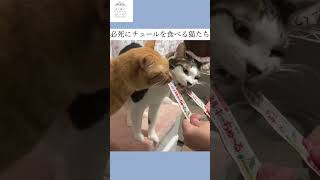 チュールが好きすぎる保護猫　#shorts