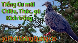 Tiếng Chim Cu Mái Kích Trống Chiêu, Thúc, Gù Mới Nhất 2020 | Chim Cu Khách