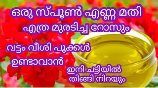 ഒരു സ്പൂൺ എണ്ണ മതി എത്ര മുരടിച്ച റോസും കട്ട കുത്തി പൂക്കും # gardening tips# gardening