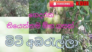 #මිටි අඹරැල්ලා#ගෙදරක තියෙන්නම ඕන ගහක් #වසර පුරාම #ගෙඩි#miti ambarella.