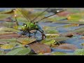 can frogs and dragonflies be friends können frösche und libellen freunde sein