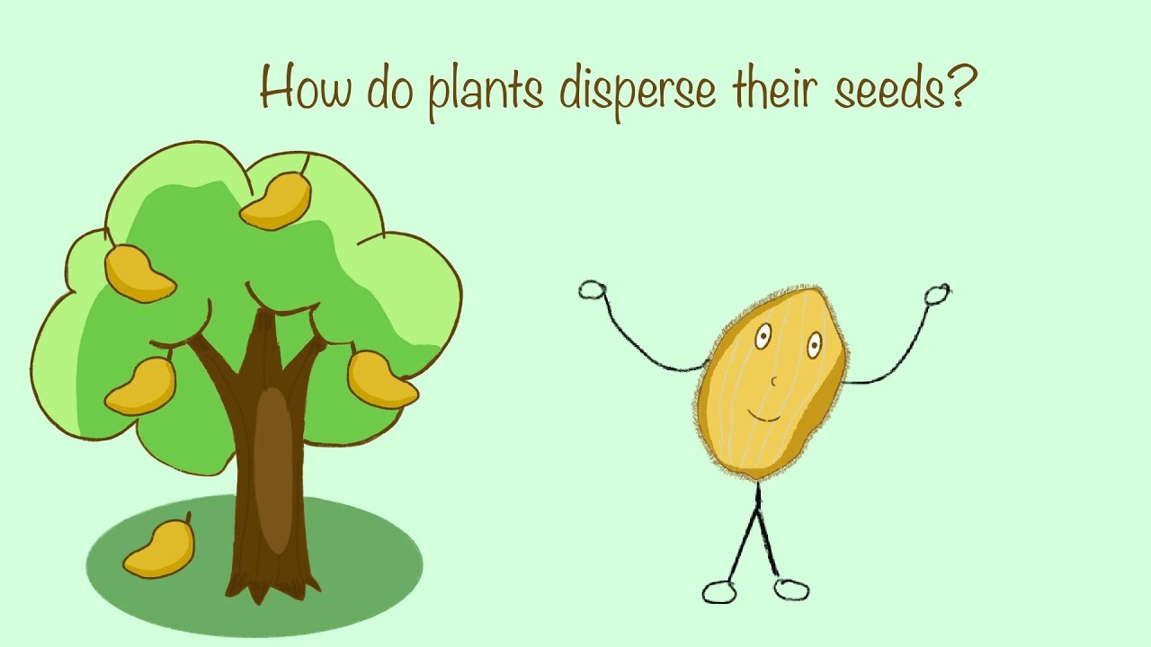 Seed Dispersal Youtube