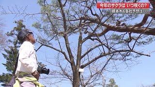 今年のサクラ開花はいつ？　高知の標本木はいま…　【高知】 (21/03/10 19:03)