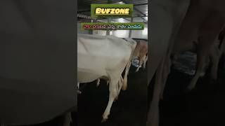 పాలు తగ్గాయా లేక వెన్న శాతం తగ్గుతుందా🐄? మీ పశువుల్లో ఈ లోపం ఉంటే😮#viral#trend#buffzone#fat#milk