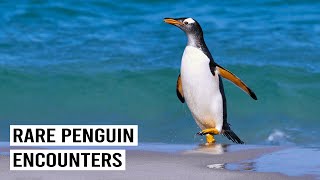 Exploring Breathtaking Gentoo Penguins in Antarctica