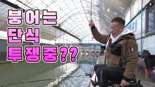 한파속 마릿수 욕심없이 손맛 보기 (백용낚시터)