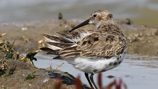 Do you bathe like a Dunlin? | Calidris alpina