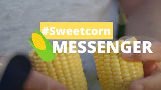 The Seminis Messenger sweetcorn story by our Breeders