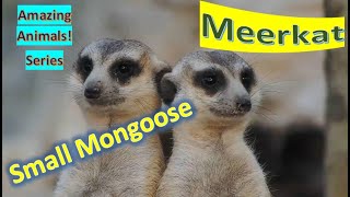 Meerkat facts 🦫 small mongoose found in Southern Africa