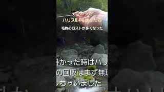 【テンカラ】細ハリスのメリット\u0026デメリット…#shouts＃渓流釣り＃アマゴ