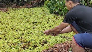 TERNYATA SEGANAS INI JIKA MANCING SAAT HUJAN..!! SANG PREDATOR KELAPARAN SEMUA