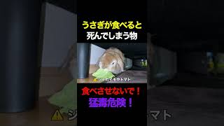 うさぎが食べると死んでしまう物４選！