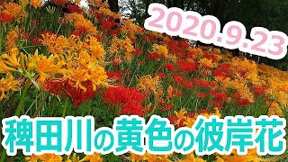 【2020.9.23 撮影】愛知県高浜市 稗田川の黄色の彼岸花