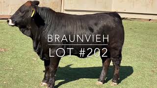 Lot #202: Braunvieh