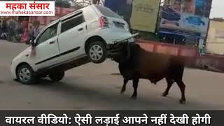 #Fight the bull and car(सांड व कार की ऐसी लड़ाई आपने नहीं देखी होगी)