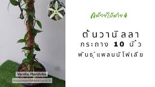 ต้นวานิลลาแพลนนิโฟเลีย กระถาง 10 นิ้ว จาก กล้วยไม้สาย4