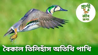 🦆নাম সুন্দর হাঁস দেখতেও সুন্দর বৈকাল তিলিহাঁস | বাংলাদেশের পরিযায়ী পাখি | প্রাণী ও জীব জগৎ❤