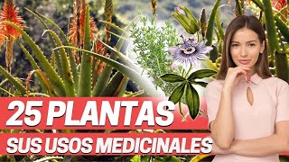 Aloe, Berberina, Jengibre, mate, Eucalipto, equisetum, sauco, hipérico, manzanilla, arandano, Ginkgo