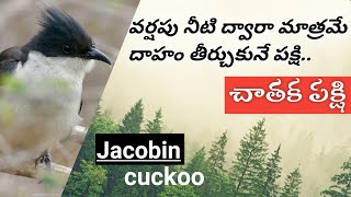 This bird drinks only rain water || chatak pakshi story Telugu || Unique qualities of Jacobin cuckoo