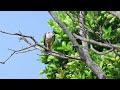 【餌を探す】昨年生まれのカンムリワシ crested serpent eagle