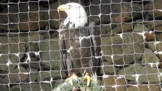 White-headed Eagle