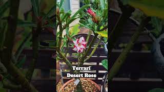 My Adenium ‘Ferrari’ Desert Rose is Blooming! #adenium #desertrose #gardening