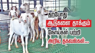 ஆடுகளுக்கான நோய் தடுப்பு முறைகள் | aadu valarppu tamil