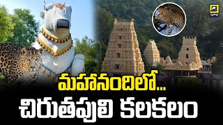 మహానంది లో చిరుతపులి హల్ చల్.. | Leopard in Mahanandi || Leopard  || Mahanandi || Swatantra tv live