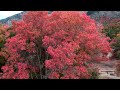 fall colors in 4k ultra hd slider and drone