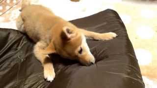 鳴き声がドナルドダックっぽい柴犬の子犬どんぐり It cries Donald Duck-ish puppy Shiba Inu Donguri