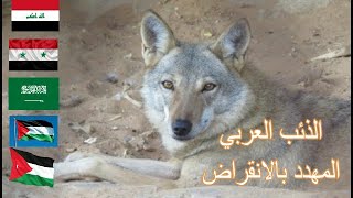 Arabian wolf/الذئب العربي