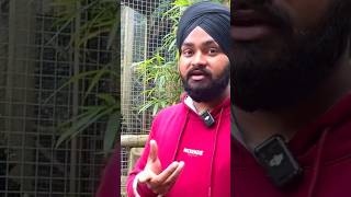 Tiger di bhen 😱 | ਸ਼ੇਰ ਦੀ ਭੈਣ | शेर की बहन #zoo