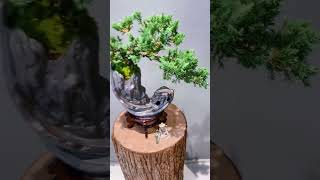 小盆栽 Bonsai diary 6 #shorts #bonsai #minitree