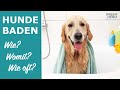 Hunde waschen 🐶  So geht es richtig!