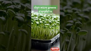 ปลูกพืชไมโครกรีน ง่ายๆ ที่บ้าน #agro #plants #pets