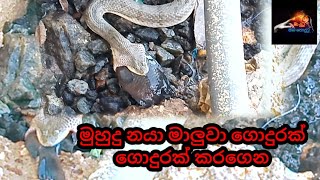 The sea snake swallows a fish | මුහුදු නයා මාලූ ගිලිනවා දැකල නැතිඅය බලාගන්න