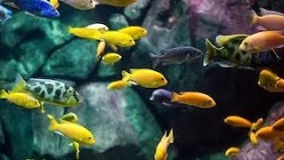 Aquarium visit. Har trah ki fish part 2.#rayirthsingh #viral #youtubeshorts #youtube