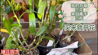 065我的开箱兰花来自养兰高手 买来就开花