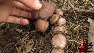 Clitocybe nuda (Lepista nuda) Australia