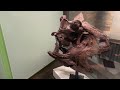 dinosaur museum alberta canada videos for kids drumheller museum