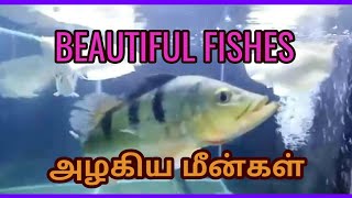 அழகான மீன்கள் | Beautiful Fishes in tamil | @SmartCinemaNews