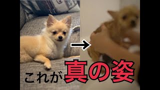 はじめてのシャンプー【チワワ×ポメラニアン】