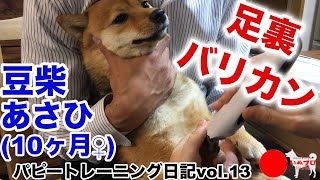 【豆柴♀１０ヶ月】あさひのトレーニング日記〈第13弾〉Case. 2 足裏のバリカン　PSDドッグサポートセンター　いぬプロ　inupro　パピートレーニング　子犬　しつけ　教育　柴犬