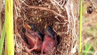 dua anak ciblek kristal di beri makan seranga oleh induknya