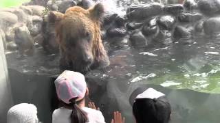 ちょっぴり怖いけど、大迫力なエゾヒグマ Ezo Brown Bear and children