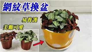 如何給網紋草換盆及養護，小巧可愛，很容易養的室內植物/Fittonia albivenis/Change pots