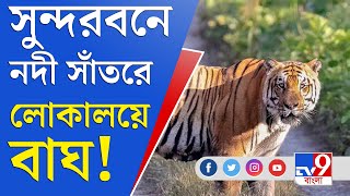 কুলতলির পর গোসাবায় ডোরাকাটা আতঙ্ক! | Gosaba | Sundarban Tiger | Tiger Video | Sundarban Tourism