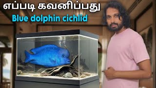 How to care Blue dolphin cichlid | Tamil | Edenaquatics